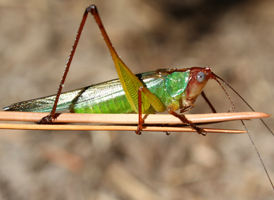 Handsome Meadow Katydid